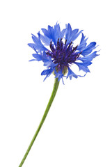 Blue and Cyan Colored Cornflower Isolated on White