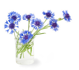 bouquet of cornflowers isolated on white background