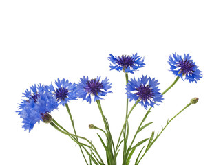 bouquet of cornflowers isolated on white background