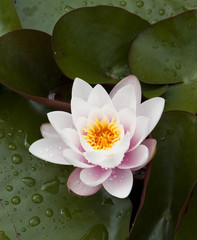 Water lily Nymphaea marliacea 'Albida'