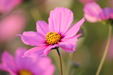 コスモスの花