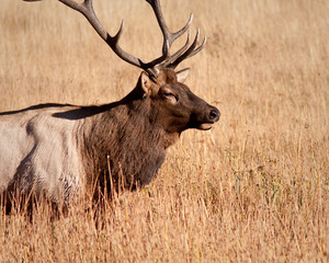Bull Elk