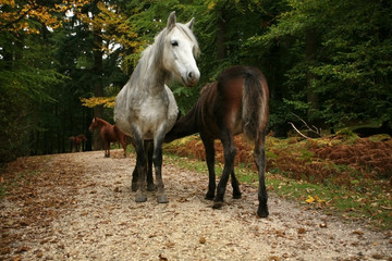 Forest Horses