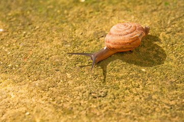 snail and shadow