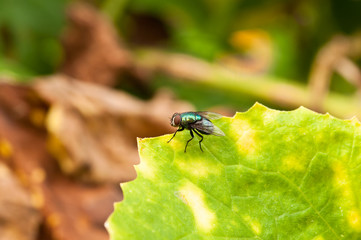 fly on a leaf.