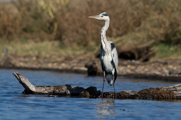 heron cendré