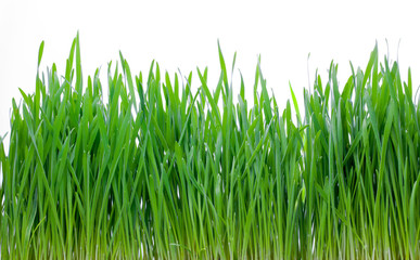 Green grass isolated