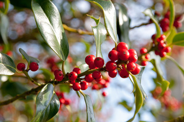 Holly Berries