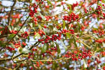Holly Berries