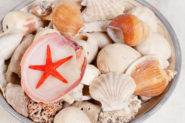 Sea shells