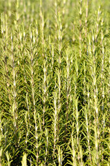 Rosemary