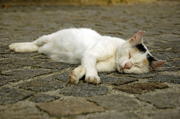 White Cat