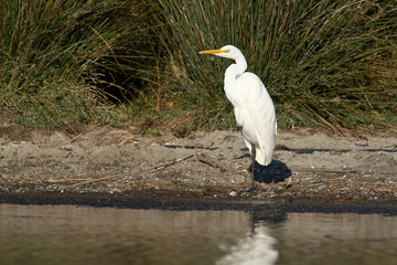 grande aigrette