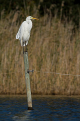 grande aigrette sur son perchoir