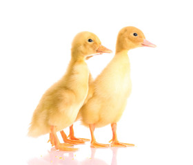 two yellow duck isolated on white