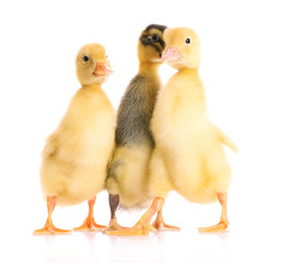 little yellow ducklings isolated on white