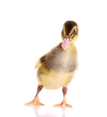 little  duckling isolated on white
