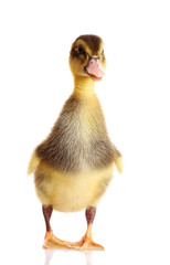little  duckling isolated on white