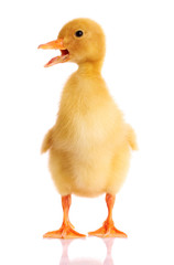 a duckling isolated on white