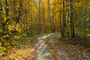 Fototapeta na wymiar las jesienią