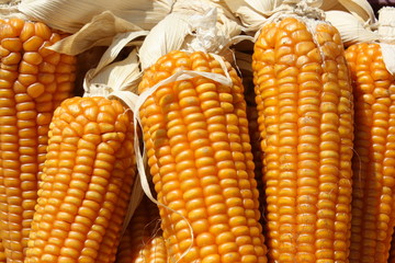 Maize cobs