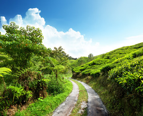 Fototapeta na wymiar drogowego i plantacji herbaty Cameron Highlands, Malezja