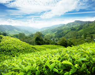 Tea plantation Cameron highlands, Malaysia