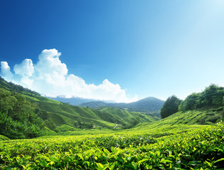 Tea plantation Cameron highlands, Malaysia
