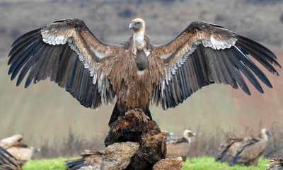 Alas del buitre