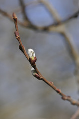 One young bud on a small branch