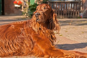 Irish Setter 2