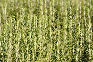 Rosemary