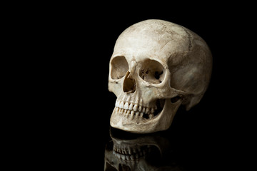 Human skull.