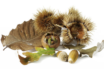 autunm fruits and leaves