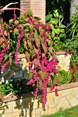 Coda di gatto - Amaranthus caudatus