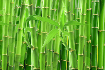 Panele Szklane  bambus