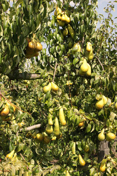 pear orchard, loaded with pears under the summer sun