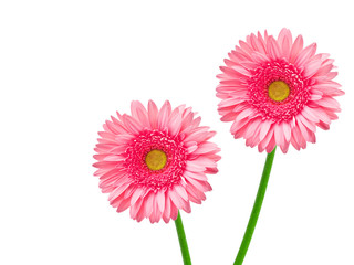 gerber flower isolated on white background