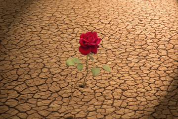 Red Rose Growing in Cracked Earth