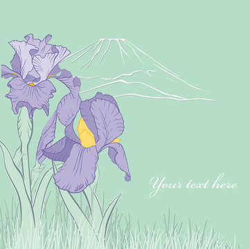 spring iris flower