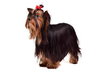 Yorkshire Terrier standing