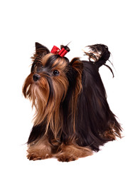 Playful yorkshire terrier puppy