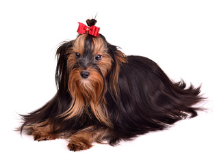 Beautiful Yorkshire Terrier