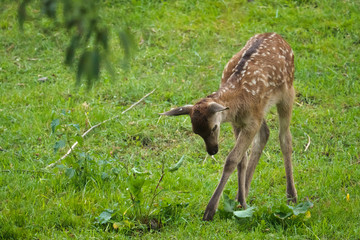 Naklejka na ściany i meble Baby deer looking something in grass on the meadow