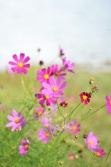 コスモスの咲く野原