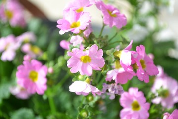 ピンクの桜草のアップ