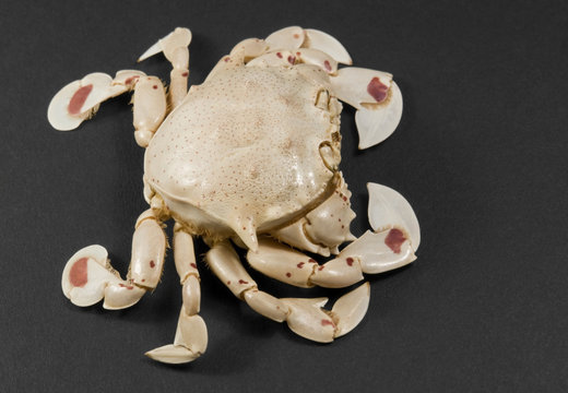 moon crab isolated on black