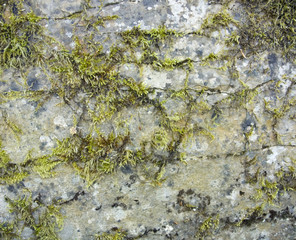 stone surface with moss and lichen