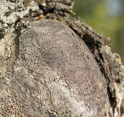 abstract wood detail