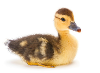 Fototapeta premium Brown duckling